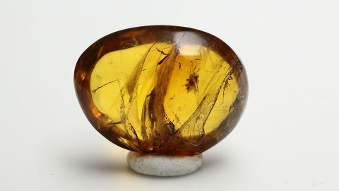 stachellose Biene als Einschluss im Bernstein