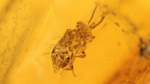 Biene als Inkluse im Bernstein