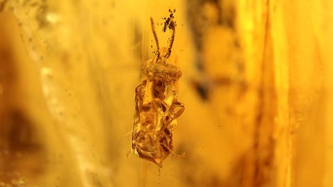 Stachellose Biene im Bernstein