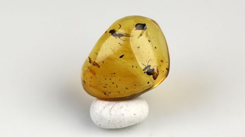 Biene als Inkluse