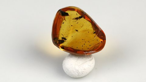 Biene im Bernstein