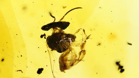 Stachellose Biene als Einschluss im Dominikanischen Bernstein