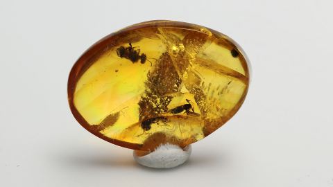 Biene als Einschluss im Bernstein