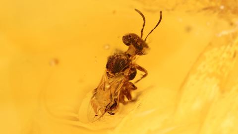 Biene als Inkluse im Bernstein