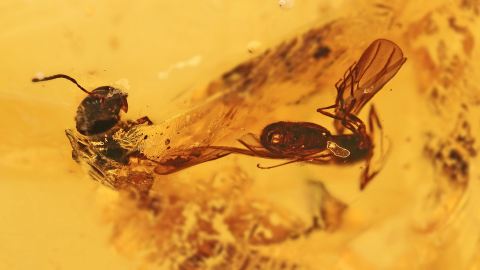 Stachellose Biene im Bernstein