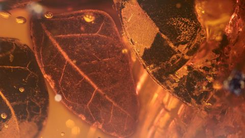 Blätter als Inklusen