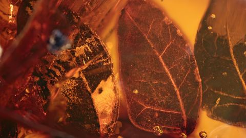 Blätter als Inklusen im Mexikanischen Bernstein