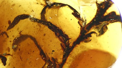 Verzweigte Blätter als Einschlüsse im Bernstein