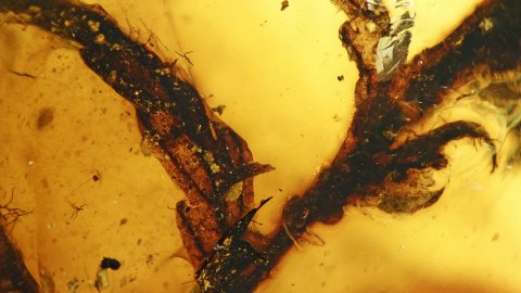 Verzweigte Blätter im Bernstein