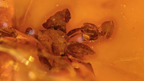 Blüten und Kapseln als Einschlüsse im Mexikanischen Schmuck-Bernstein