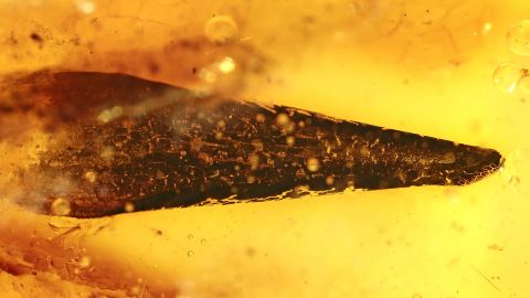 Blatt, Nadelblatt mit schöner Struktur als Einschluss im Bernstein