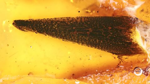 Blatt, Nadelblatt als Inkluse im Baltischen Bernstein