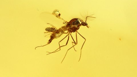 Zuckmücke mit Milbe Phoresie