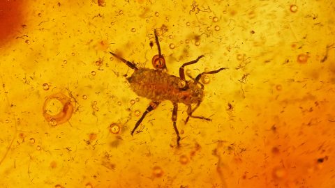 Blattlaus-Larve mit langem Saugrüssel als Einschluss im Baltischen Bernstein 