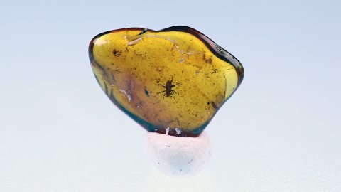 Blattlaus-Larve mit Saugrüssel als Einschluss im Bernstein 