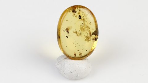 Wespe als Einschluss im Bernstein