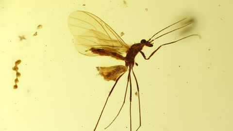 Brackwespe Braconidae als Inkluse im Burma Bernstein