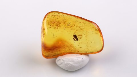 Rennfliege im Bernstein