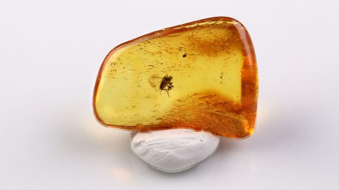 Rennfliege als Einschluss im Baltischen Bernstein