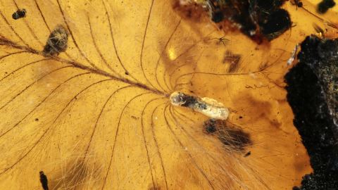 DINO Federn im Bernstein