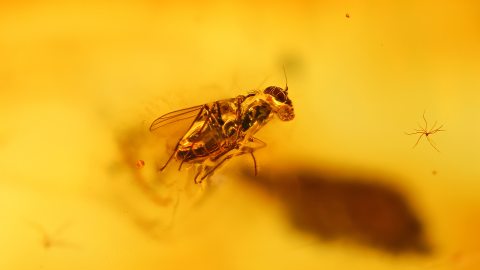 Fliegen als Einschlüsse im Baltischen Bernstein