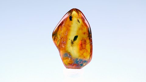 Fliegen im Bernstein