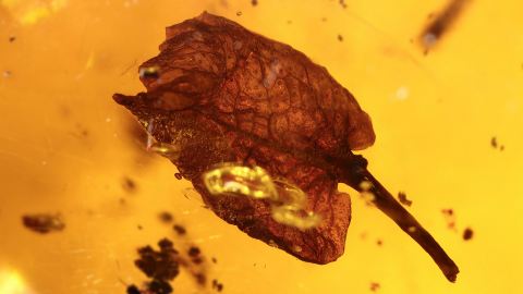 Ein Hymenea Blatt als Einschluss