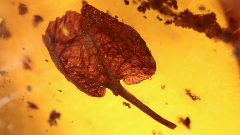 Hymenea Blatt als Einschluss im Dominikanischen Bernstein