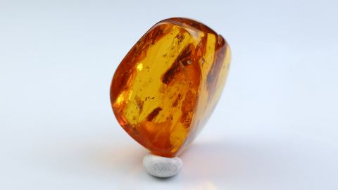 mehrere Insekten als Einschlüss im Bernstein