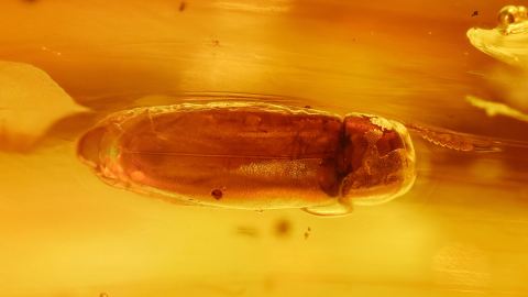 Ein großer Käfer (Melandryidae) als Inklusen im Bernstein