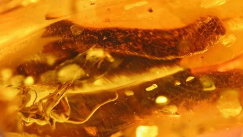 pflanzlicher Einschluss im Baltischen Bernstein