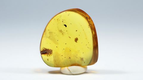 kleine Larve im Bernstein 