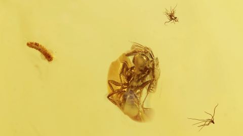 Eine Ameise und kleine Larve als Inklusen im Bernstein 