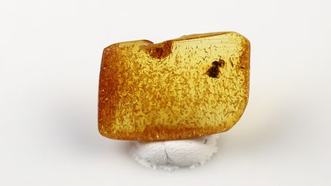 unbekannte Inkluse im Bernstein