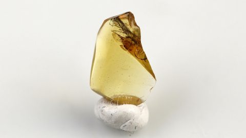 Federn als Einschluss im Burma Bernstein