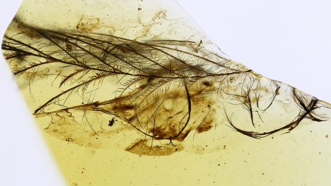 Federn als Rarität im Bernstein