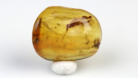 DINO-Feder im Bernstein