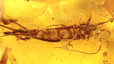 Archaeognatha als Einschluss im Bernstein