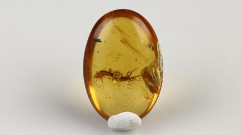 Felsenspringer im Bernstein