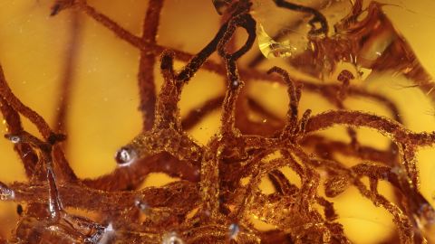 Strauchflechten als Einschlüsse im Bernstein