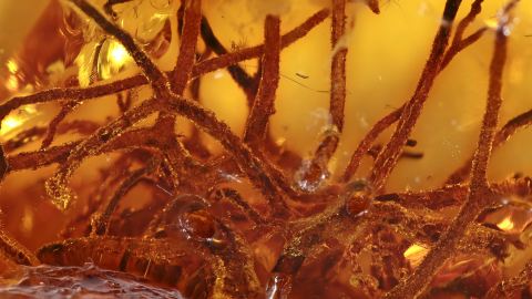 Flechten als Inklusen im Baltischen Bernstein