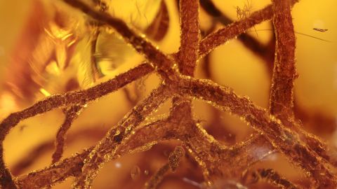 Flechten als Einschlüsse im Baltischen Bernstein