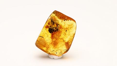 Bernstein mit Fliege