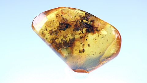 Fliege sowie pflanzliche Einschlüsse im Bernstein