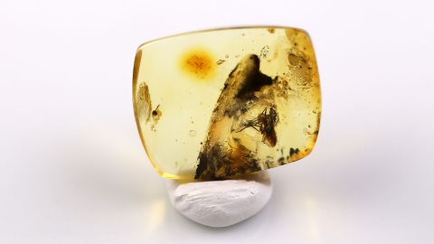 Fliege als Inkluse im Bernstein