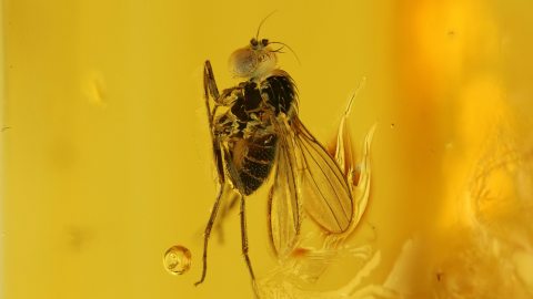 Langbeinfliegen im Baltischen Bernstein