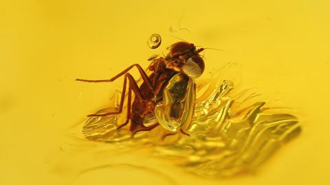 Fliege im Bernstein