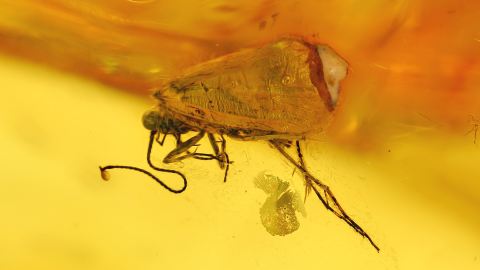 Köcherfliege als Einschluss im Bernstein