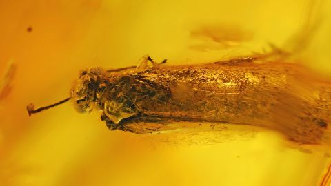 Köcherfliege im Bernstein