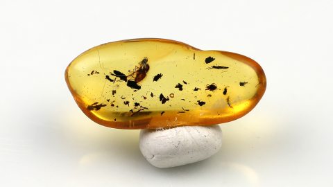Fliege als Einschluss im Bernstein